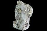 Ammonite Fossil Cluster - Marston Magna Marble #86243-1
